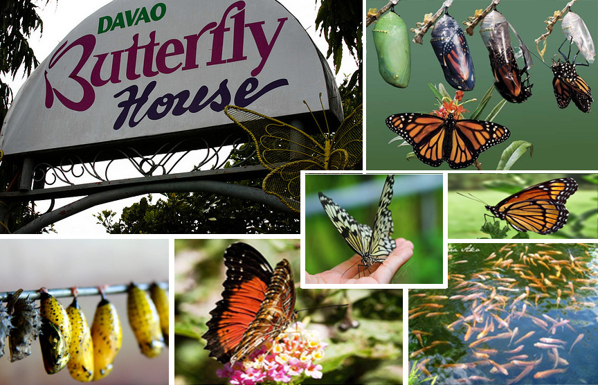 Butterfly House Шарджа. Davao Bagets.
