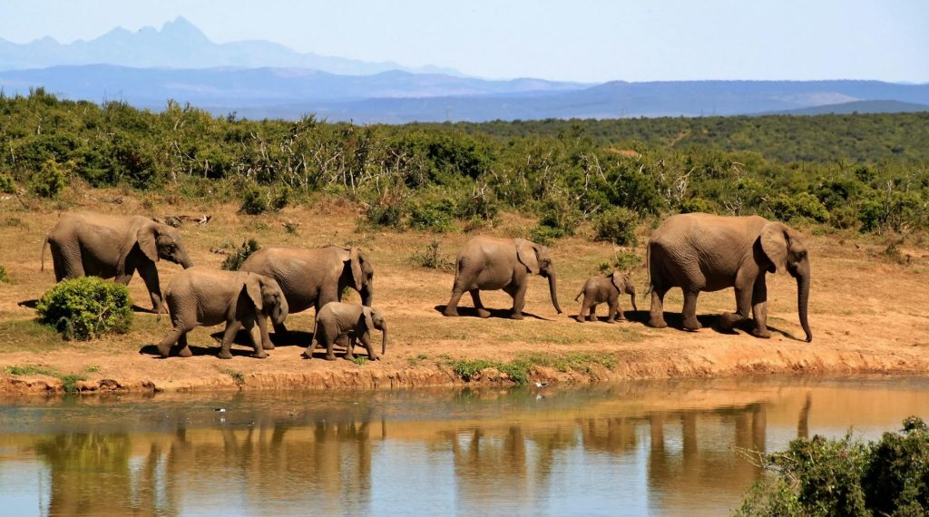 Elephants at the Lusaka National Park