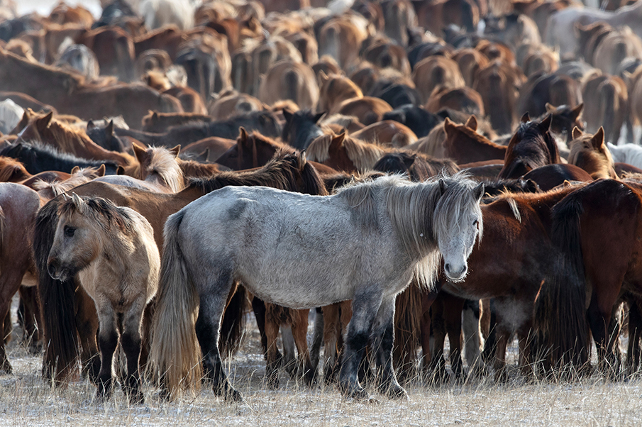 Mongolian Horses