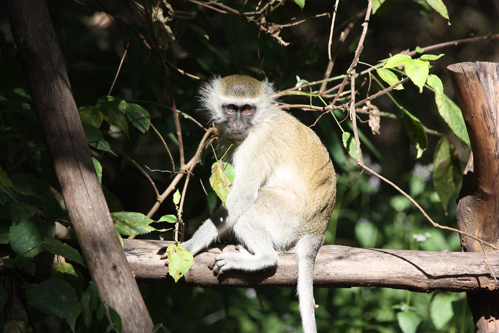 Lilongwe Wildlife Centre