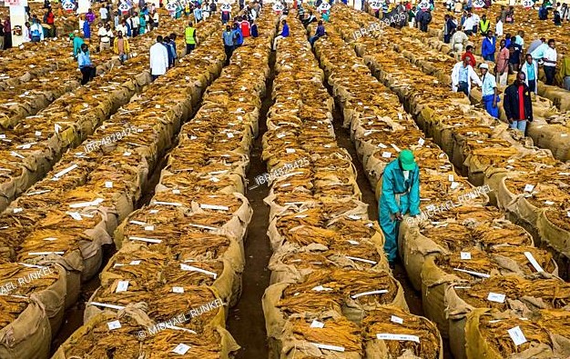 tobacco auction halls