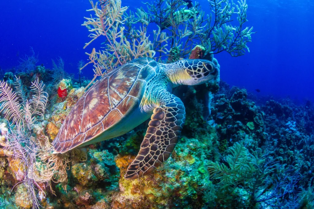 Roatán Turtle