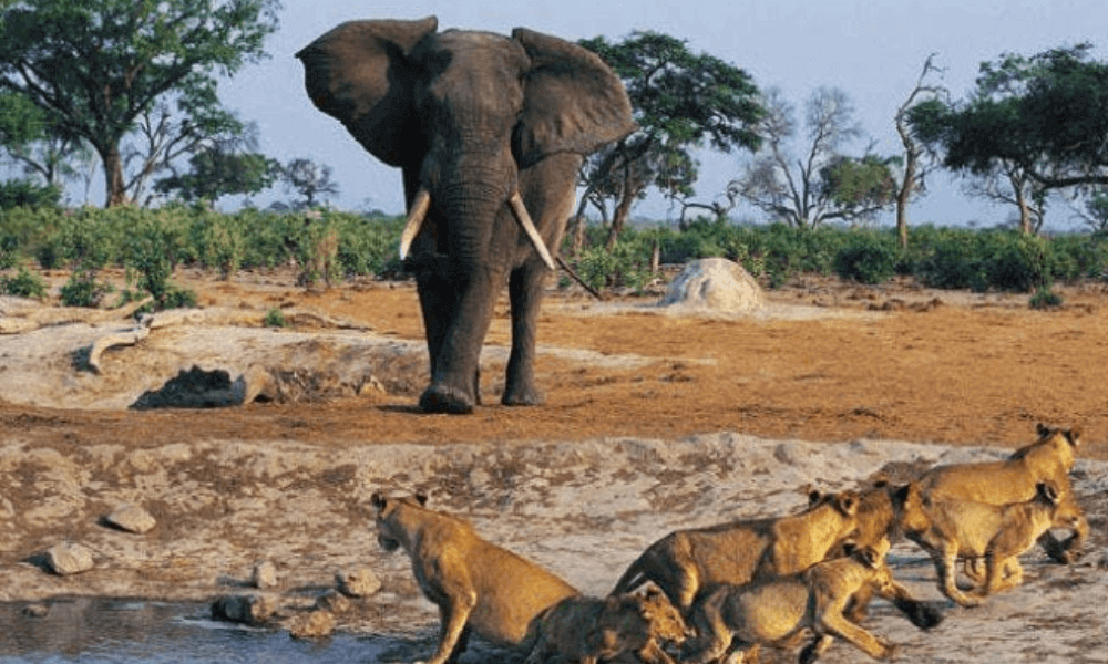 Niokolo Koba National Park